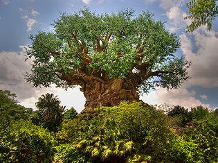 Disney Animal Kingdom Tree of Life