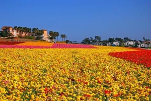 Grand Pacific Palisades Resort