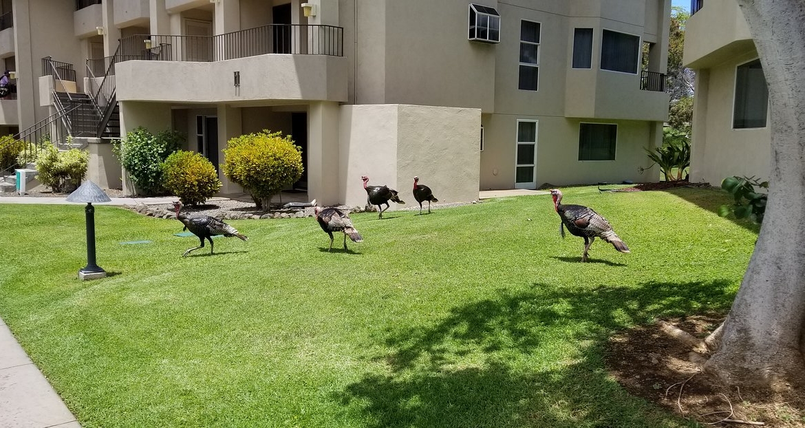 Paniolo Greens Outside Birds