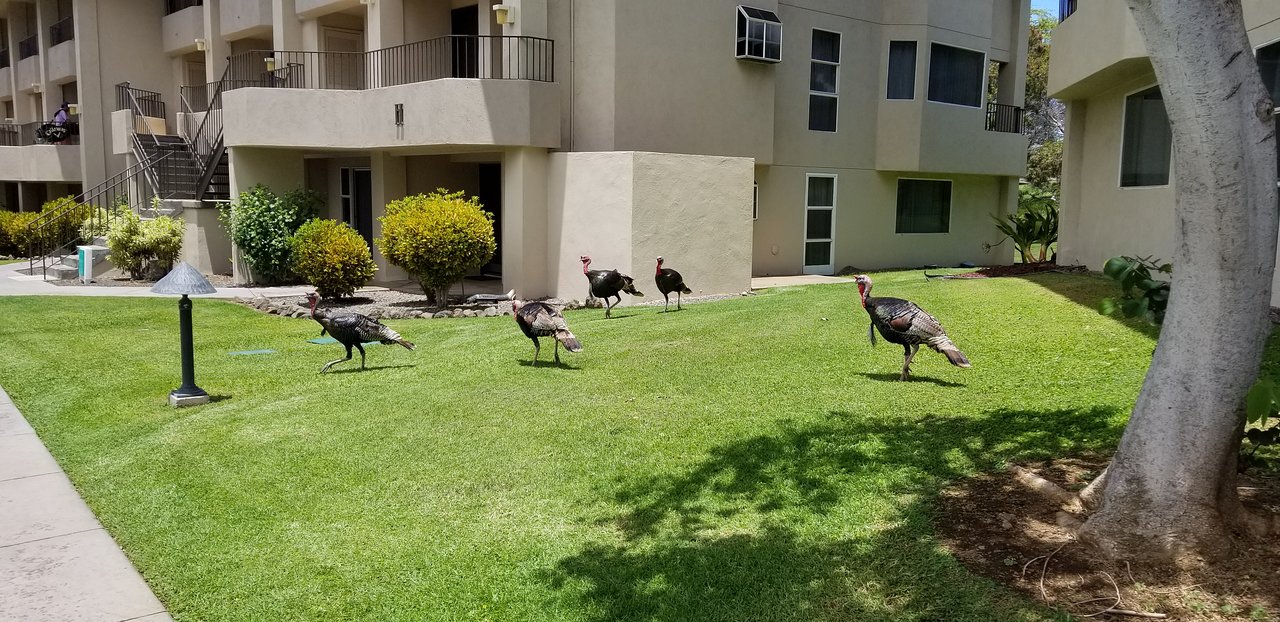 Paniolo Greens Outside Birds