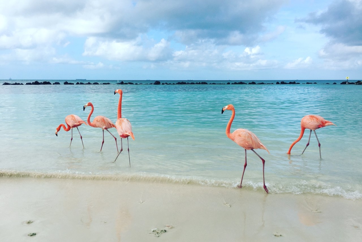 Renaissance Aruba Resort and Casino Flamingos