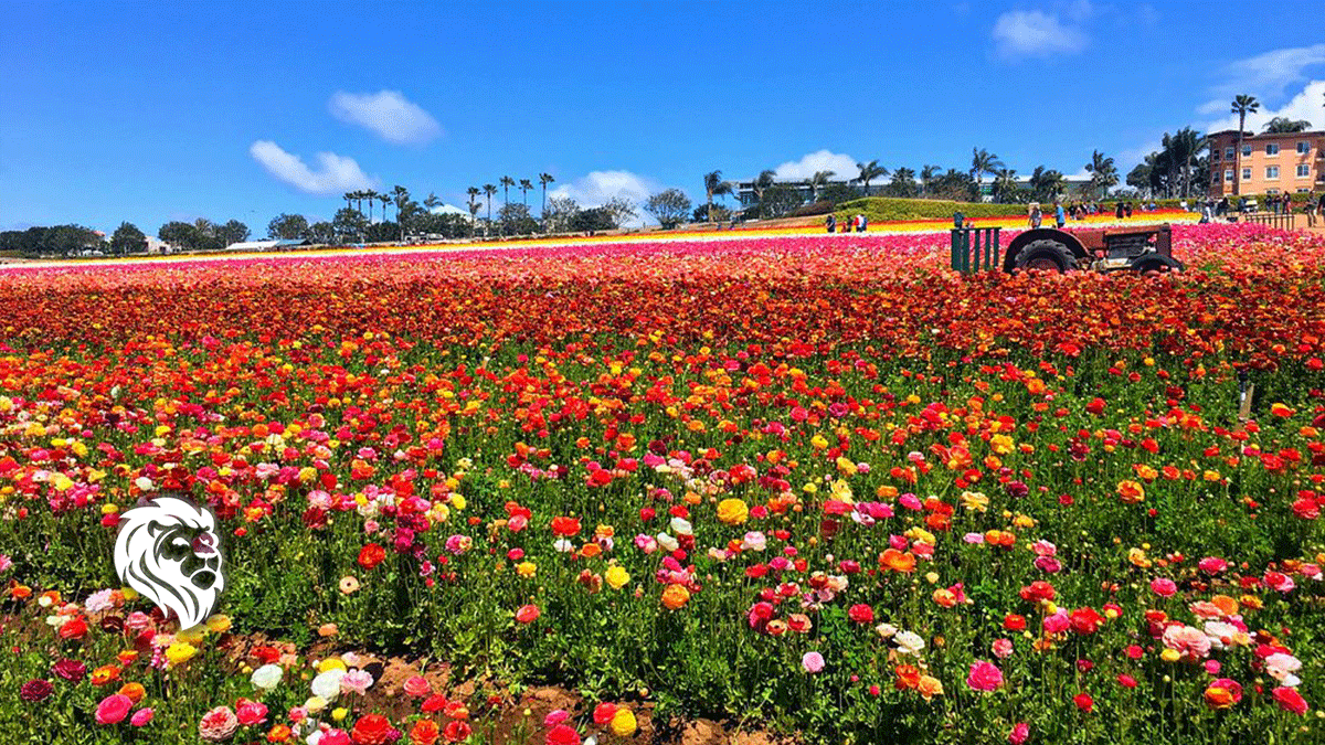Carlsbad Timeshare