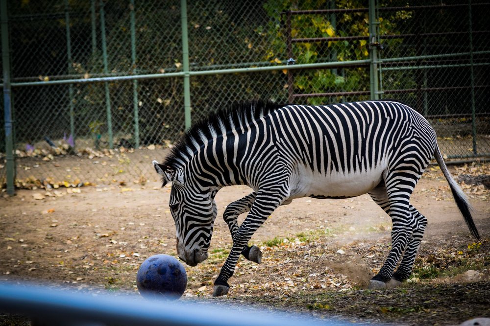 Denver Zoo