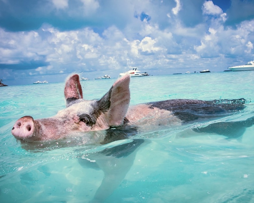 Pig Beach