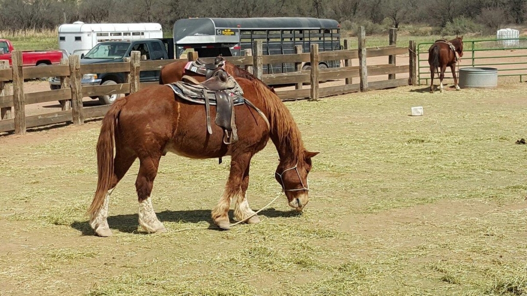 trail horse adventures