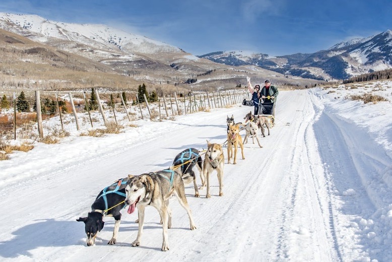 Winter Attractions - Dog Sledding