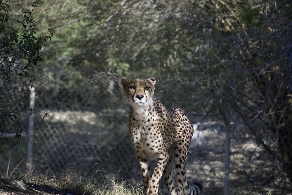 Living Desert Zoo