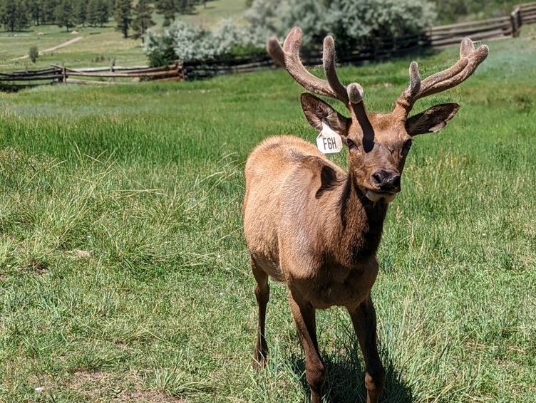 Rocky Mountain Resort Adventure Park