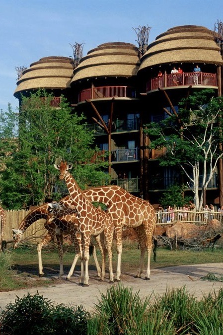 Disney’s Animal Kingdom Lodge Villas