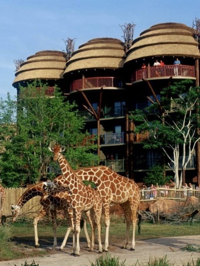 Disney’s Animal Kingdom Lodge Villas