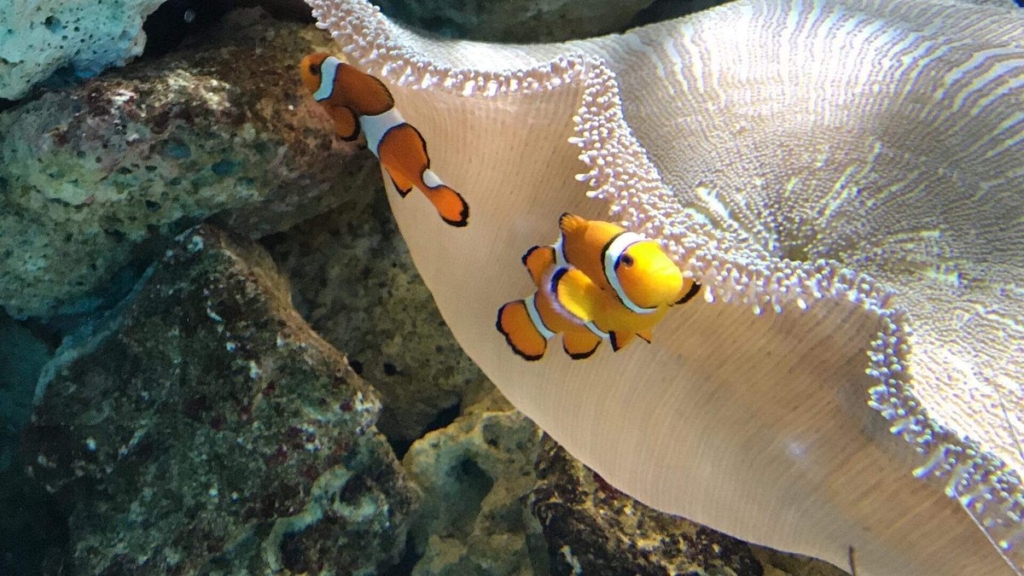 clownfish miami seaquarium