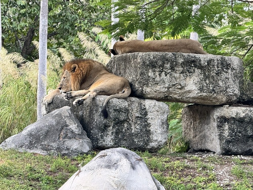 Lions at Zoo Miami