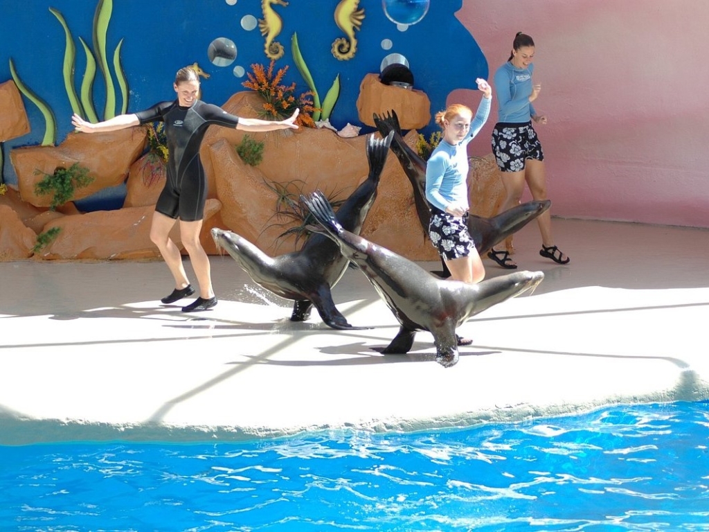 Sea Lion Show