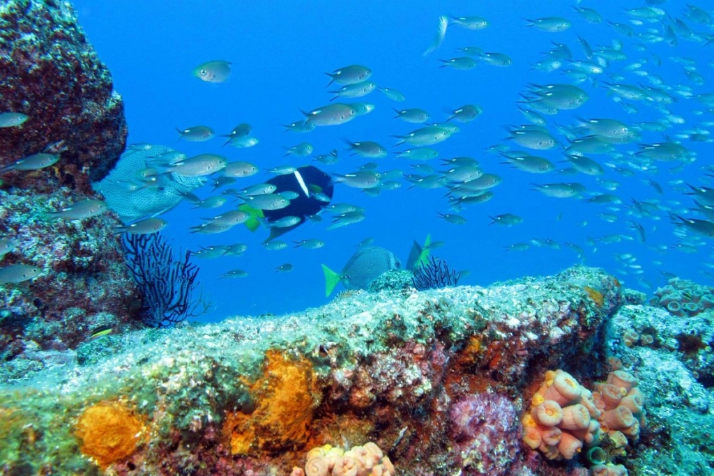 Snorkeling in Cabo