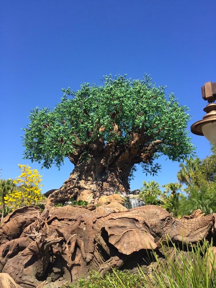 Walt Disney World Marathon: Disney's Animal Kingdom 