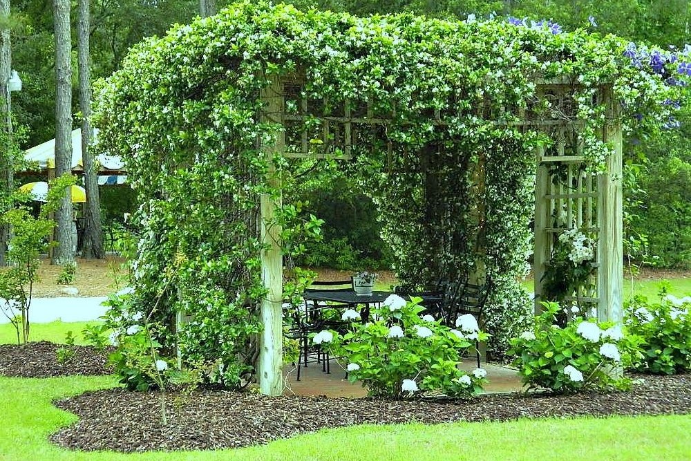 Pergola