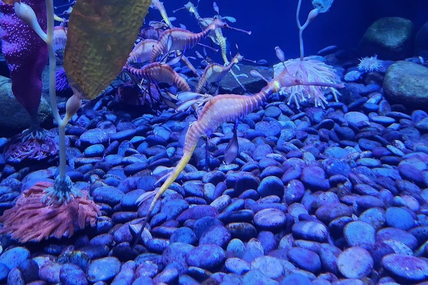 Ripley's Aquarium Myrtle Beach