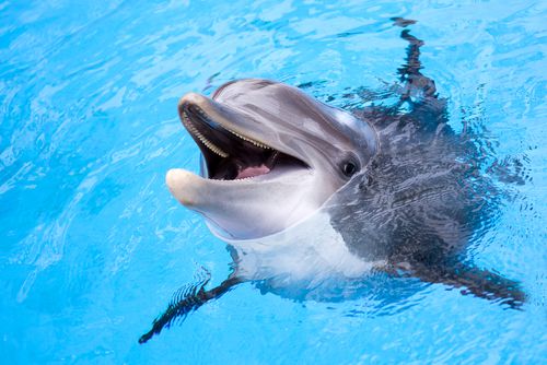 Dolphin Smiling 