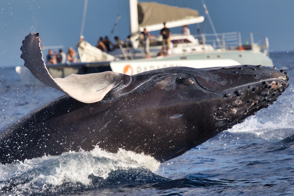 Whale Watching in Maui