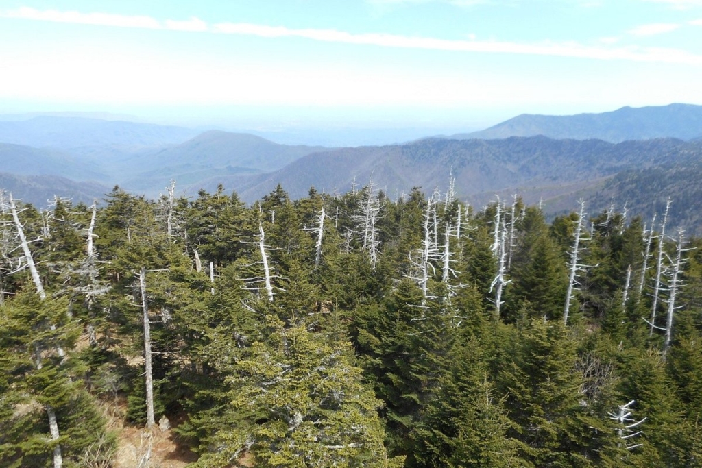 Smoky Mountains in the summer months 
