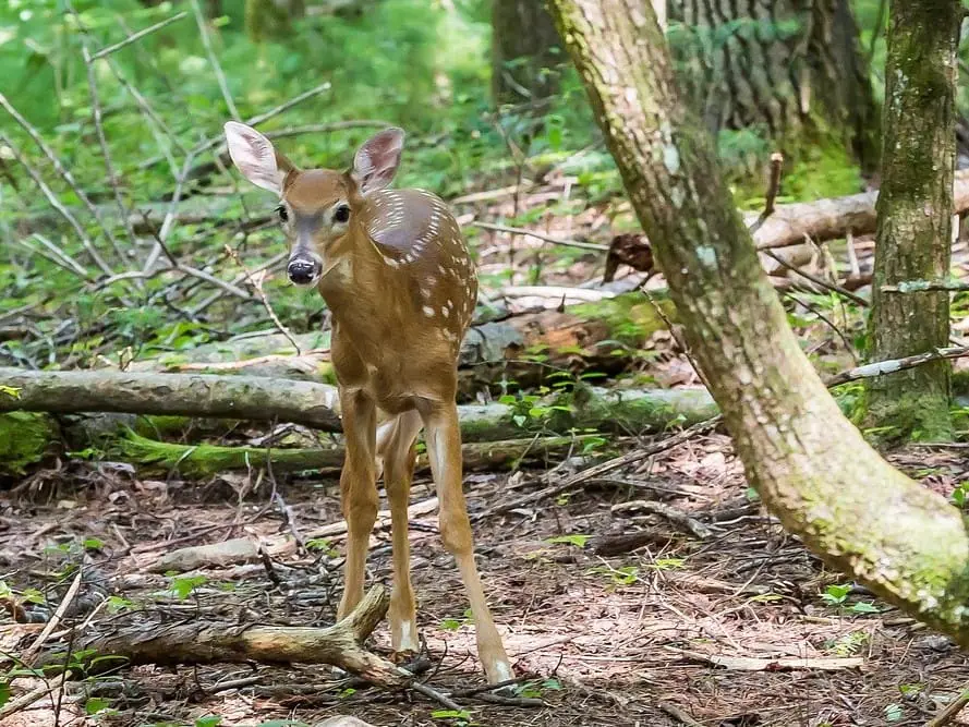 deer in great smoky mountains national park