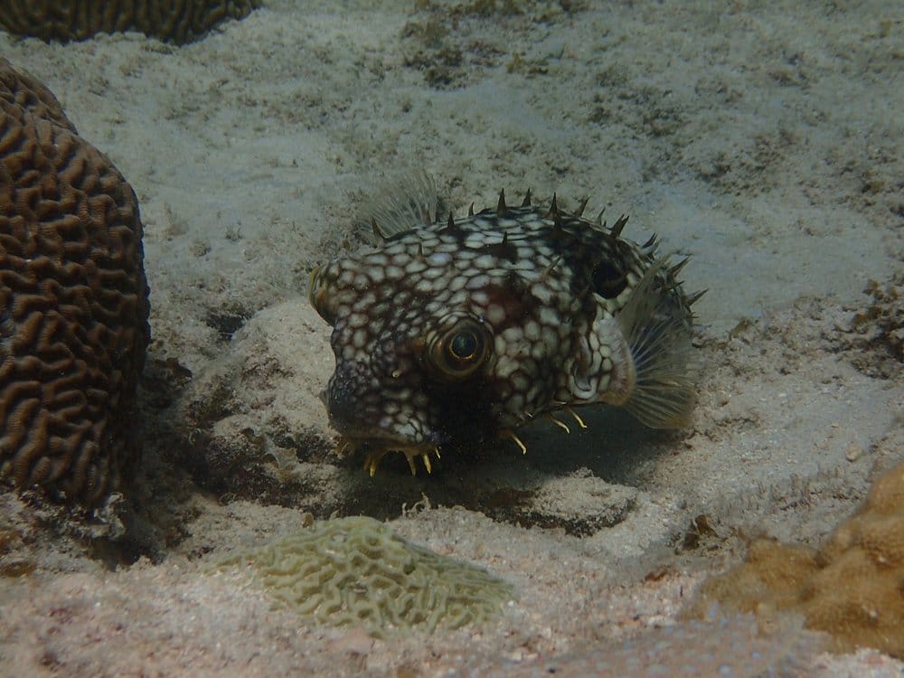 search for unique fish underwater in Folkestone