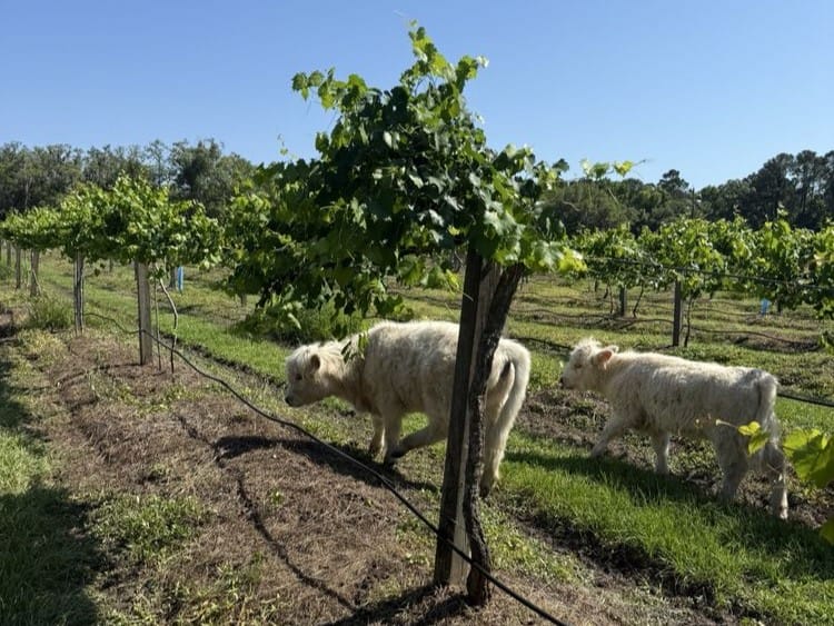 Deep Water Vineyards, timeshare charleston sc