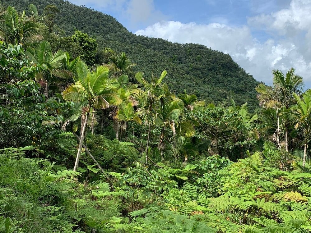 caribbean timeshare for a low price and fees