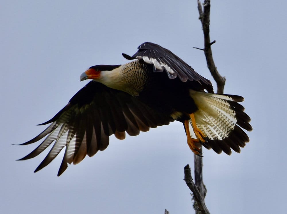 Galveston Island State Park Birding