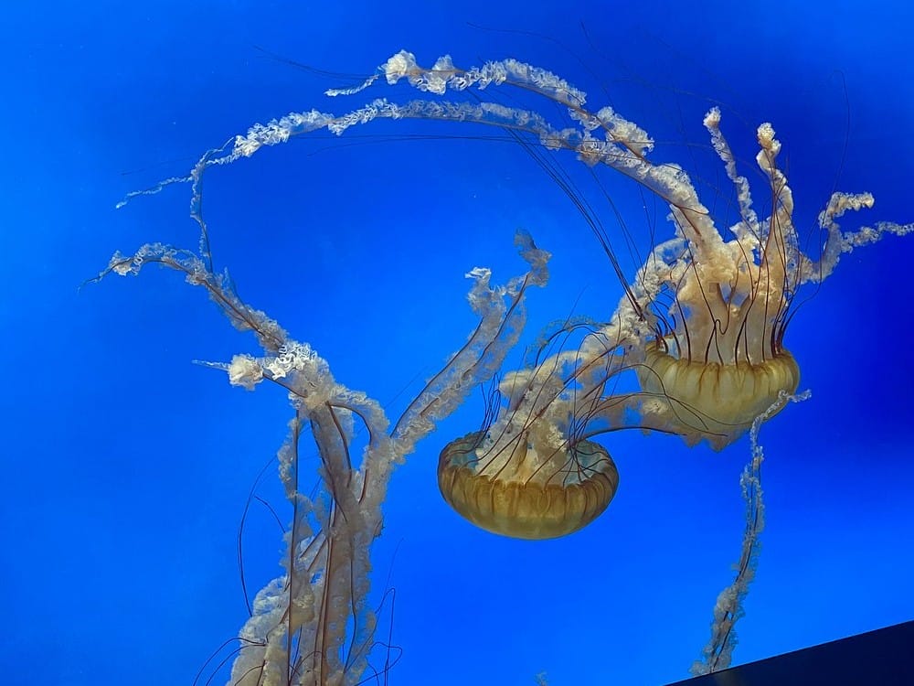 Moody Gardens Aquarium