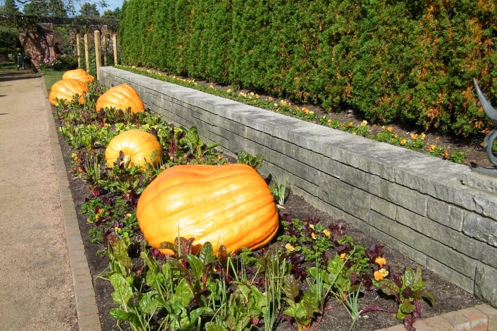 Pumpkin Patch in Chicago Botanic Garden