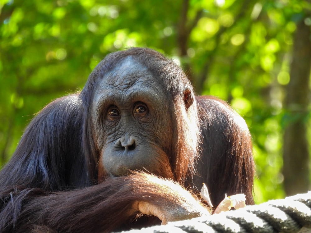 Nashville Zoo