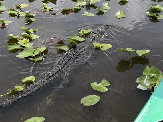 Everglades Alligator