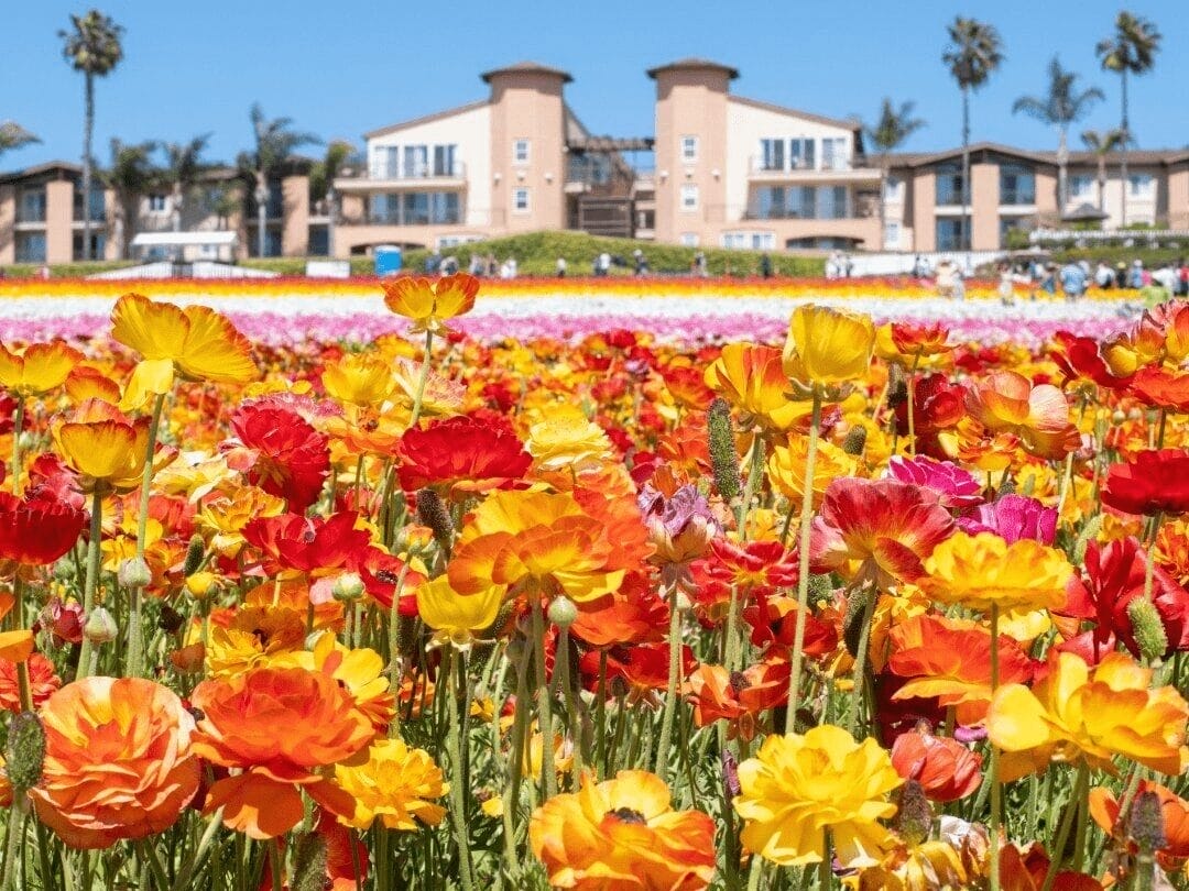 Grand Pacific Palisades