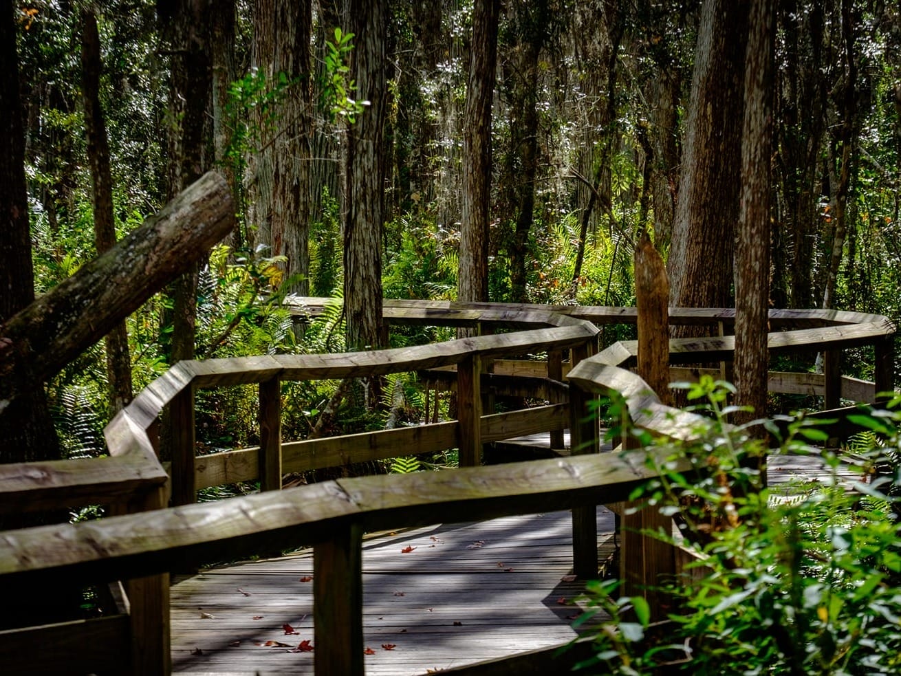 Best Places for Family Vacations - Gatorland Swamp Walk