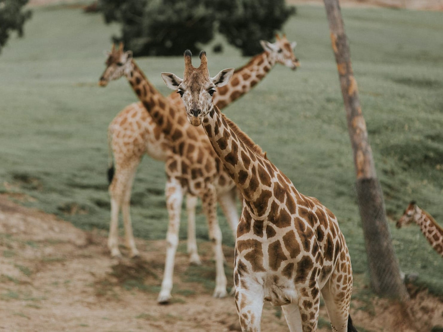 California Resorts - San Diego Zoo