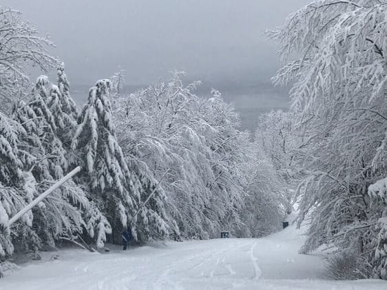 Snowy Trees in North Conway