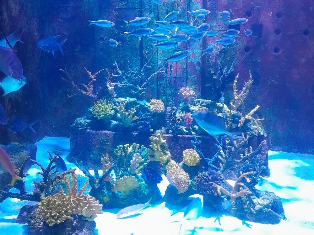 Aquarium at Atlantis Near Harborside Resort at Atlantis