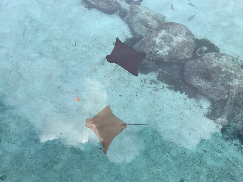 Stingrays Near Harborside Resort at Atlantis